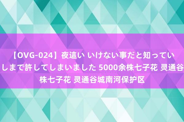 【OVG-024】夜這い いけない事だと知っていたけど生中出しまで許してしまいました 5000余株七子花 灵通谷城南河保护区