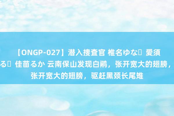 【ONGP-027】潜入捜査官 椎名ゆな・愛須心亜・紺野ひかる・佳苗るか 云南保山发现白鹇，张开宽大的翅膀，驱赶黑颈长尾雉